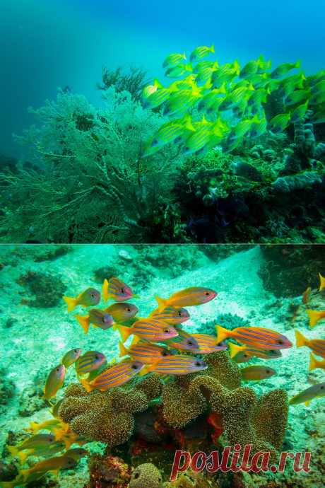 Подводный мир Raja Ampat...