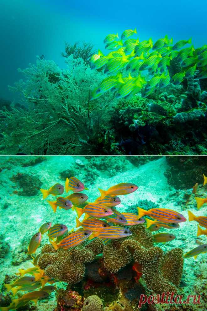 Подводный мир Raja Ampat...