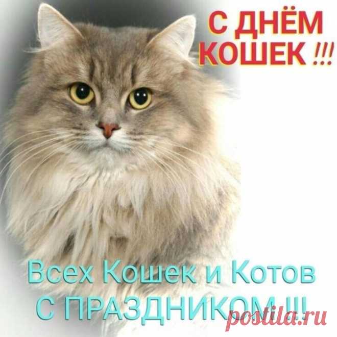 Красивые картинки с Днем кошек 2025 (47 фото) 🔥 BipBap.ru