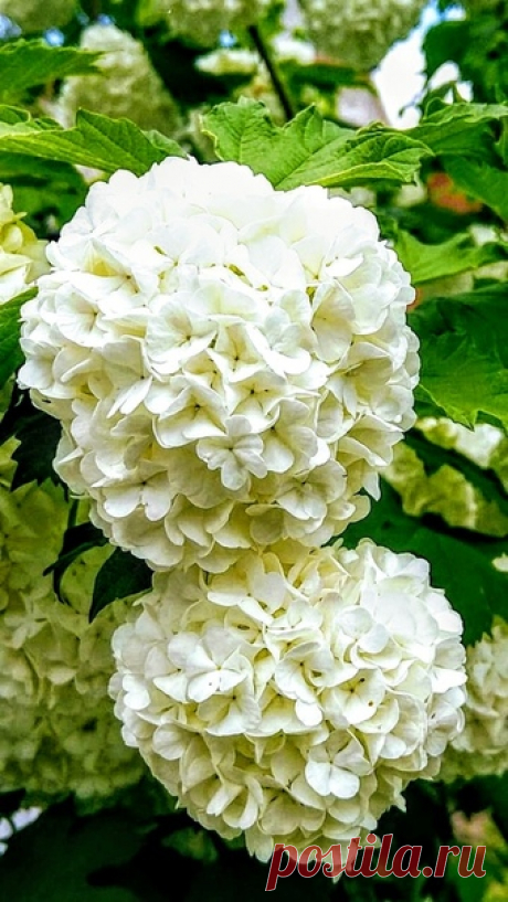 Цветёт калина, калина Бульденеж.