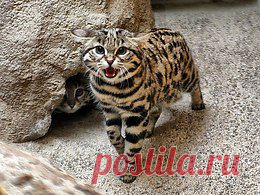Наши любимые кошки
