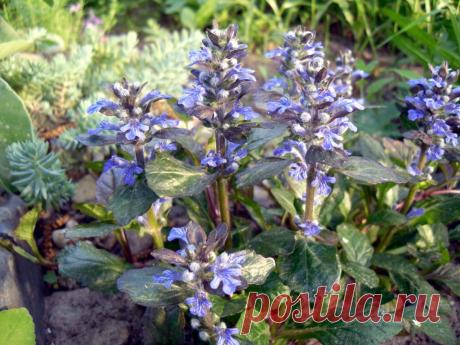 Мечта дачников — сад, который растет «сам по себе»