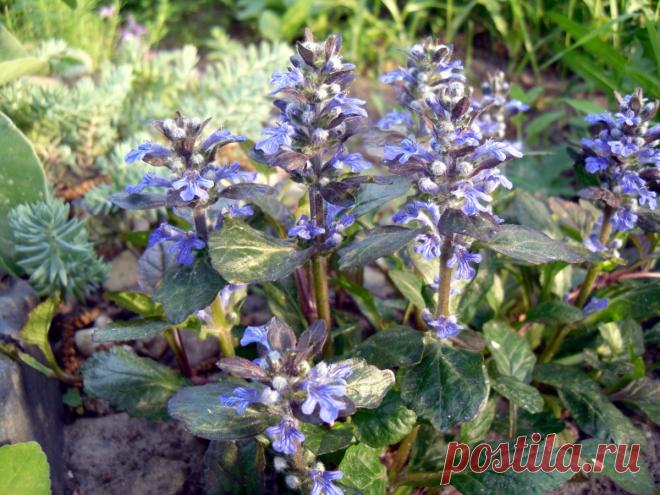 Мечта дачников — сад, который растет «сам по себе»