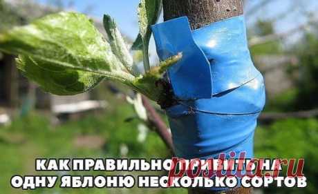 КАК ПРАВИЛЬНО ПРИВИТЬ НА ОДНУ ЯБЛОНЮ НЕСКОЛЬКО СОРТОВ (советы агронома)