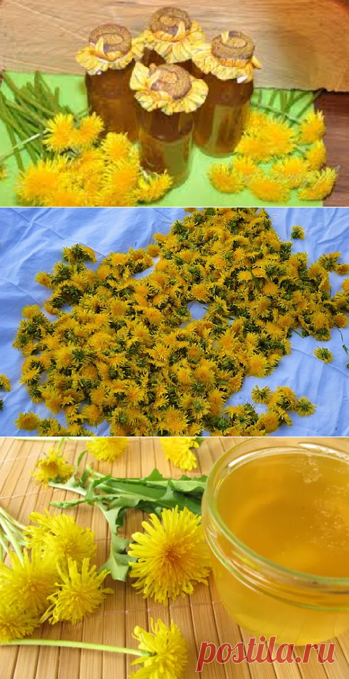 Как я готовлю простой рецепт варенья из одуванчиков: чистит кровь, печень, выводит холестерин и токсины | Кладовая здоровья | Яндекс Дзен
