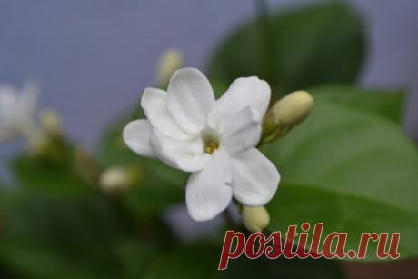 Комнатный жасмин — неземное совершенство