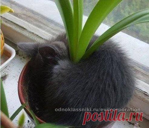 Ухаживайте за растениями правильно!