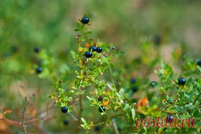 Ягоды. Природа. Судак, Крым, Россия