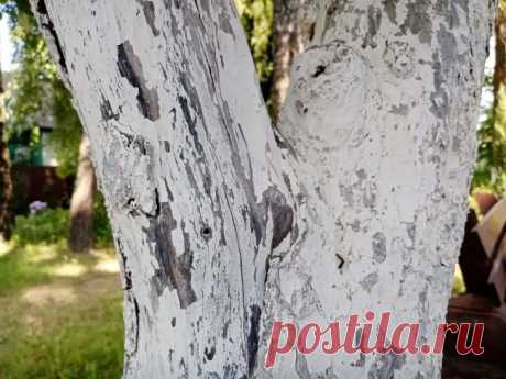 Что ни в коем случае нельзя сажать рядом с яблоней: запомните раз и навсегда. Садоводы часто совершают ошибку, которая может стоить урожая.