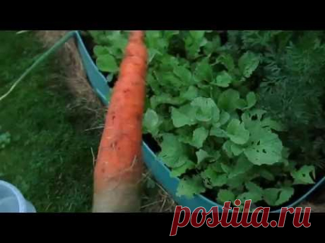 Как  растет  морковка в ячейках от яиц. Видео отчет.