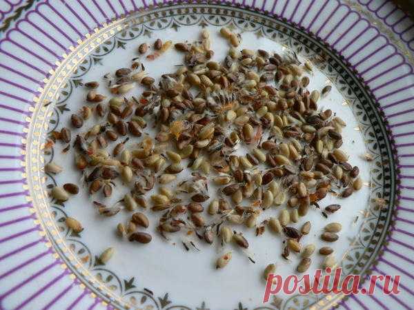 Масло из семян шиповника в домашней аптечке: незаслуженно позабытое средство