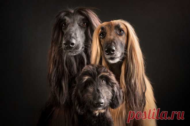 17 самых креативных фото животных в 2021 году: они вас порадуют и удивят | Российское фото | Яндекс Дзен