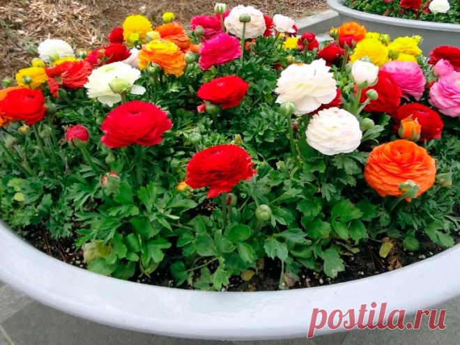 Многолетний садовый цветок Лютик (Ranunculus). Травянистый корневищный многолетник высотой 30-60 см. Стебель слабоветвистый, листья трехраздельные, черешковые. Цветки многочисленные, разнообразной окраски (кроме голубой), диаметром до 7 см, есть махровые формы. Цветет в мае - июле.