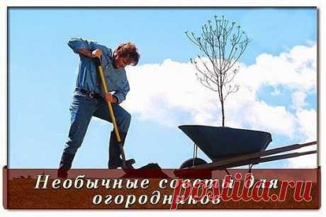 ТОП-10 СРЕДСТВ ДЛЯ ЗАЩИТЫ РАСТЕНИЙ
Сохраните, чтобы не потерять!
1. Дегтярное и серно-дегтярное мыло хорошо добавлять в отвары и настои трав против вредителей и болезней, т.к. обеспечивают хорошее прилипание и обладают свойствами отпугивать вредителей. Серно-дегтярное еще и неплохо действует на грушевую галлицу, если она только-только появилась. 
2. Йод аптечный – отличное средство для опрыскивания земляники перед цветением. Он способствует активному росту земляники и защищает ее от болезней