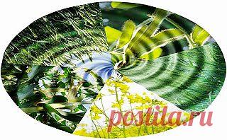 Уральский огород - без особых хлопот!: Как повысить урожайность и защититься от болезней и вредителей!