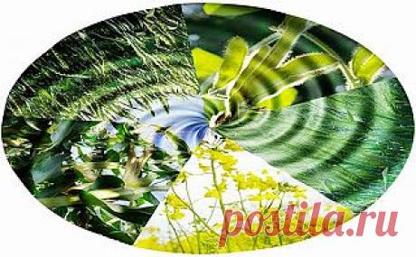 Уральский огород - без особых хлопот!: Как повысить урожайность и защититься от болезней и вредителей!