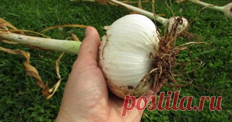 Чайная ложка самодельного средства при посадке подарит чеснок с кулак и защитит его от недугов | посуДАЧИм об огороде | Яндекс Дзен