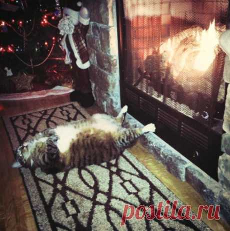 Кошки, которые расслабились по самое не могу…