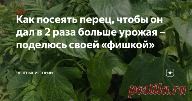 Как посеять перец, чтобы он дал в 2 раза больше урожая – поделюсь своей «фишкой» Наступает благоприятное время для посева сладкого и острого перца. И тут очень важно всё сделать правильно. Это обеспечит богатый урожай. В статье я поделюсь своей «фишкой», благодаря которой мне удается получать в 2 раза больше урожая, чем с кустов того же сорта, но посеянных иным образом. Этот метод попробовали уже все мои друзья, родственники и знакомые. И все подтверждают, что он работает ...