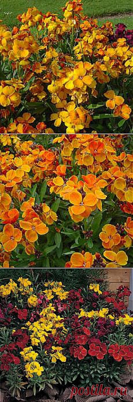 Лакфиоль | ОГОРОД БЕЗ ХЛОПОТ