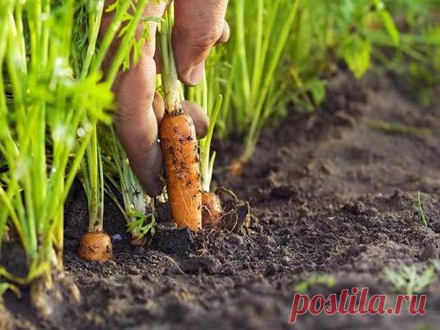 Уход при выращивании моркови