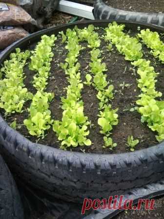 30 отличных фото идей, как огородить грядки на даче