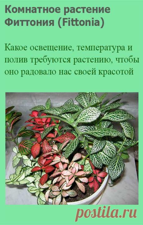 Комнатное растение Фиттония (Fittonia). Многолетние травянистые растения получили свое родовое название в честь английских ботаников сестер Фиттон, живших в начале XIX в. Ареал произрастания этих растений - влажные тропические леса Перу, Боливии и Колумбии. Существует всего два вида фиттоний. С 1867 г. в культуре поддерживается фиттония Вершафельта (F.verschaffeltii).