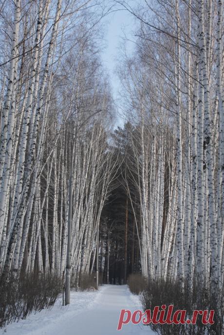 Берёзовая аллея