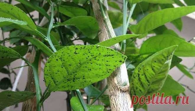 Тля на комнатных цветах. На домашних растениях часто встречается белая тля, хотя могут завестись и другие разновидности. Колонии вредителей могут поселиться на любой части растения: стебле, листьях, корнях и цветах. Появиться…