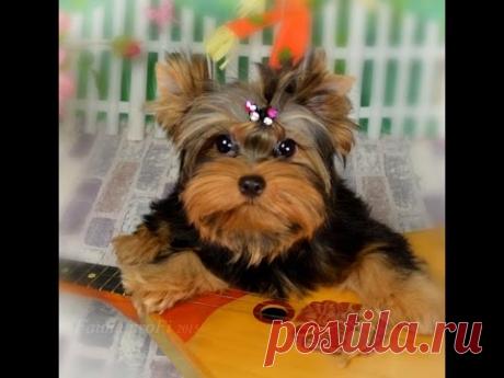 Дрессировка щенка. Команда  Место