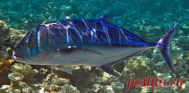 Синеперый каранкс, Caranx melampygus (лат.), Bluefin trevally (англ.) 
Размеры 40 - 60 см 
Глубина 0 - 190 М 
  У взрослых рыб верхняя половина головы и туловища темно-синяя с медным оттенком, с большим количеством черных и голубых точек. Мягкий спинной, хвостовой и анальный плавники ярко-синие. У молодых рыб черных точек нет, а грудные плавники желтые. Средняя часть хвостового киля состоит из высоких щитков. Встречаются как в прибрежье, так и в открытом море. Стаи образуют редко. Молодых рыб