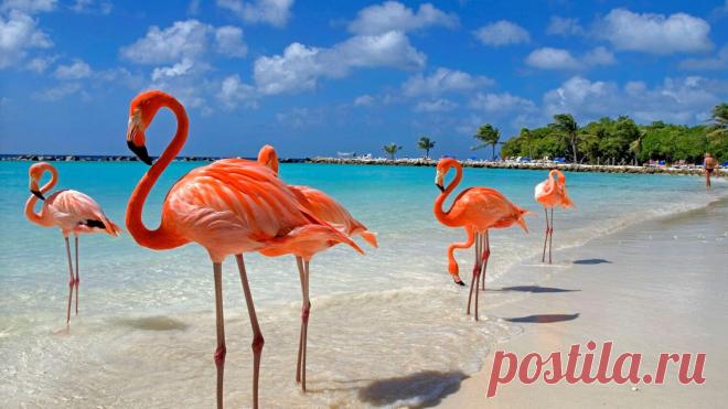 Отдых на Карибах Туризм - Журнал полезных советов Отдых на Карибах. Карибы отдых где находятся, туры и сезон для лучшего дешёвого отдыха. Советы отдыхающим, туристам, путешественникам