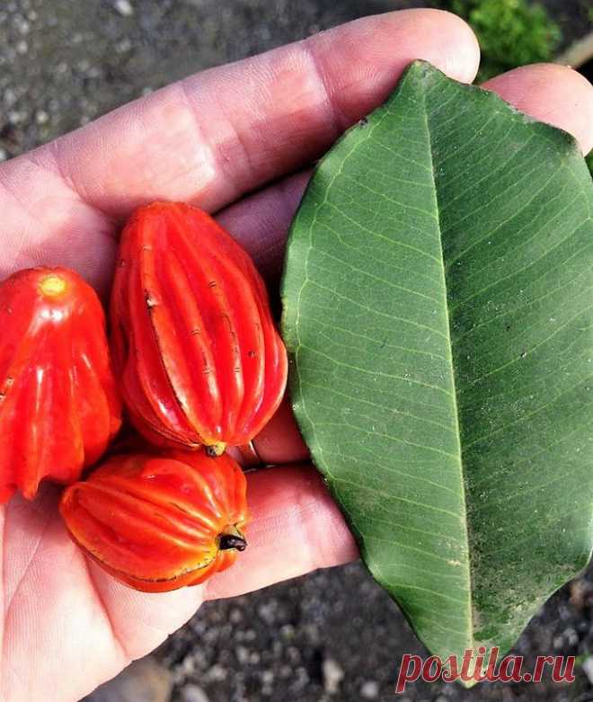 Araçá Mulato Nome científico: Eugenia multicostata Nativa da Mata Atlântica, ocorre desde o sul de São Paulo até o norte do Rio Grande do Sul. Conhecida também como “Sapiranga”. Tamanho da muda com aproximadamente 15cm. Árvore alta e muito ornamental tanto pela beleza da folhagem quanto pelo tronco vermelho-ferrugíneo-intenso. Sua excelente madeira resistente à umidade foi um dos motivos que levou a espécie à quase extinção em seu habitat natural. Os frutos são alongados e...