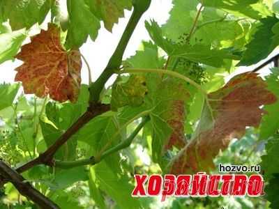 Почему краснеют листья винограда