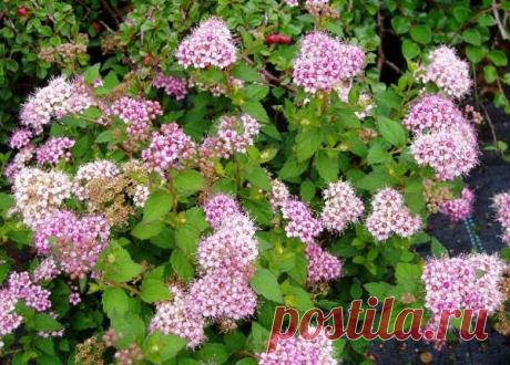 Spiraea japonica Little Princess - Купить молодые саженцы декоративно-лиственных культур с доставкой курьером по Москве и области - Декоративно-лиственные - Каталог - Садовый центр и интернет-магазин - Podvorje.ru