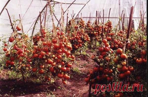60 томатов с одного куста? Это реально!
