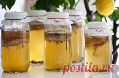 Чайный гриб: зачем он нужен и где его взять - Умная В России возвращается традиция пить напиток чайного гриба, или кам-бу-ха как альтернатива потреблению привычного кваса. Разберемся, каков на вкус наш национальный напиток, так ли он национален, и как он влияет на наш организм. Гость из Азии Чайный гриб или «комбутя» (кит. «чай из морской капусты») по своему виду напоминает толстую слизистую пленку грязно-белого цвета, плавающую …