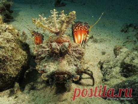 (1) ЛЮБИТЕЛИ ПОДВОДНОЙ ФОТОГРАФИИ