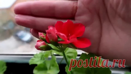 Чудо-удобрение для ГЕРАНИ! Будет радовать вас своим цветением!