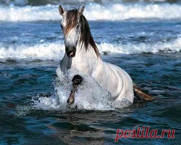 лошадь / Животные / Ее величество-Лошадь / Pinme.ru / Татьяна Садоведова