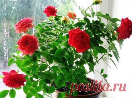 Что делать, если растение не хочет цвести? — Сад на подоконнике