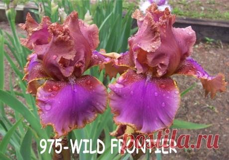 ирисы wild frontier - Поиск в Google