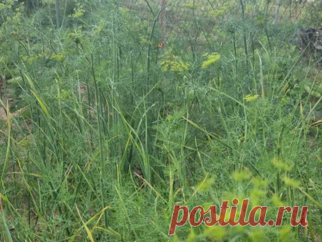 Почему не всходит укроп в июне: ошибки при посеве в сухую почву. Многие огородники в разгар лета сталкиваются с пугающей пустотой на грядках, где должен зеленеть укроп. Что же мешает семенам прорасти в теплые июльские дни?