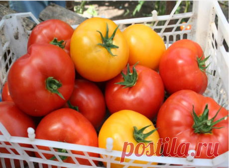 7 маленьких секретов выращивания вкусных помидоров

Ну, во-первых, надо определить — что значит вкусный помидор? Это мясистый, с тонкой шкуркой, сладкий, нежной мякотью, без неприятной кислинки, с характерным «вкусным» помидорным запахом плод. Согласны?

Вкус помидора зависит от определённого соотношения сахаров и кислот. Чем меньше кислот и больше сахаров — тем вкуснее плоды. А где больше всего кислот? Правильно, в соке семенной камеры помидора! Следовательно, чем больше ...