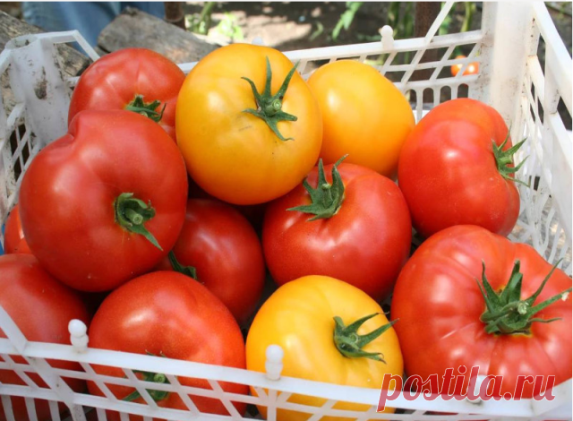 7 маленьких секретов выращивания вкусных помидоров

Ну, во-первых, надо определить — что значит вкусный помидор? Это мясистый, с тонкой шкуркой, сладкий, нежной мякотью, без неприятной кислинки, с характерным «вкусным» помидорным запахом плод. Согласны?

Вкус помидора зависит от определённого соотношения сахаров и кислот. Чем меньше кислот и больше сахаров — тем вкуснее плоды. А где больше всего кислот? Правильно, в соке семенной камеры помидора! Следовательно, чем больше ...