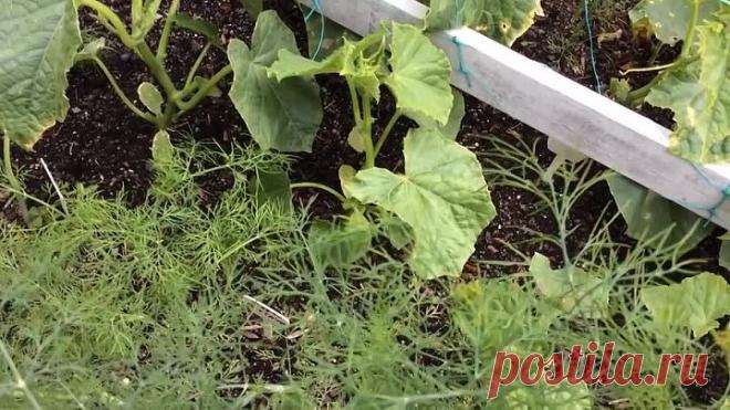 Формирование стебля ОГУРЦА / Пасынкование / Какие ЗАВЯЗИ нужно оставлять