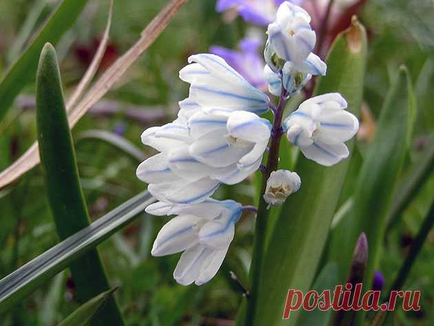 Цветок пушкиния – посадка и уход в открытом грунте, фото пушкинии, виды и сорта пушкинии