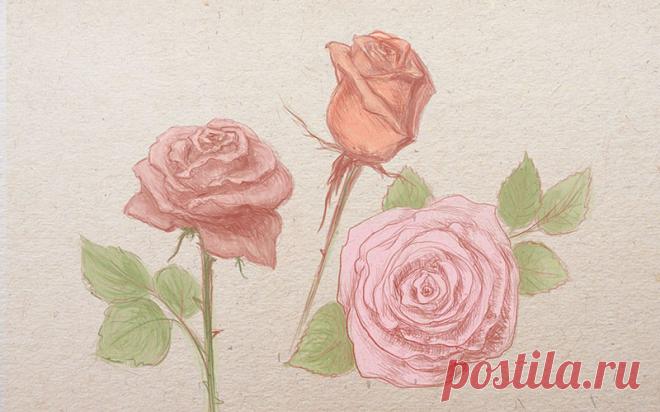 Как нарисовать розу поэтапно карандашом для начинающих