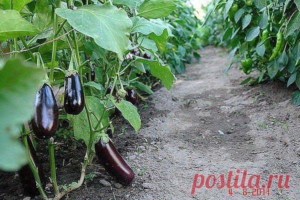 (46) Одноклассники