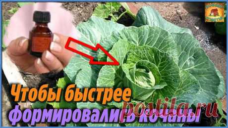 Никогда бы не поверила, но подкормила этим капусту и вырастила крупные кочаны Секрет хорошего урожая